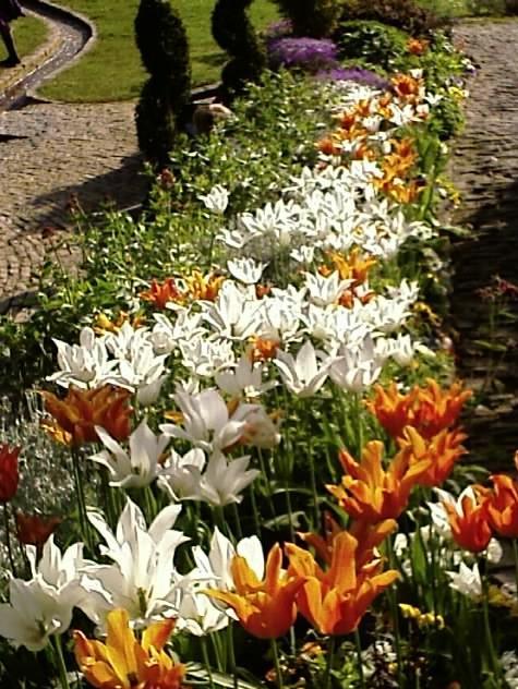 Chalice Well Tulips